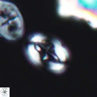 Broinsonia dentata 7918