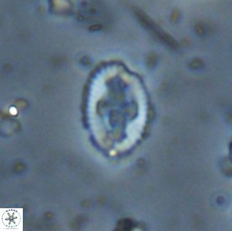 Broinsonia ethmoquadrata 14668