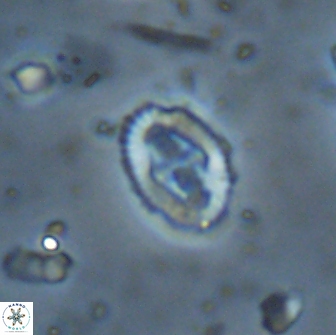Broinsonia ethmoquadrata 14670