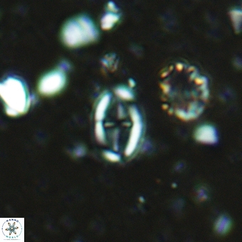 Broinsonia staytonae 5319