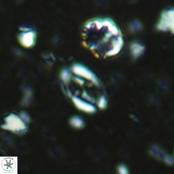 Broinsonia staytonae 5321