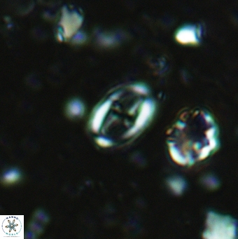 Broinsonia staytonae 5323