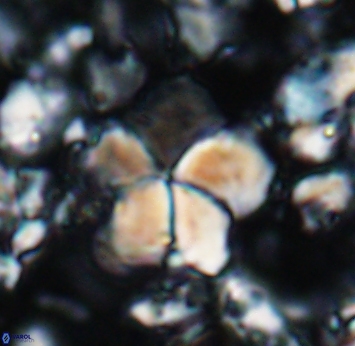 Braarudosphaera cf africana 6988