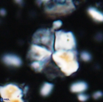 Braarudosphaera cf africana 7566