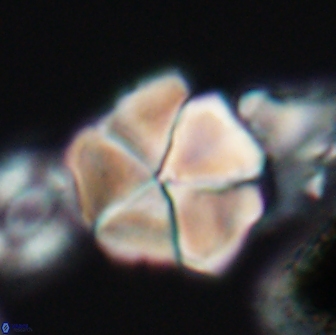 Braarudosphaera cf bigelowii 13634