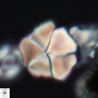 Braarudosphaera cf bigelowii 13634