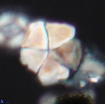 Braarudosphaera cf bigelowii 13637