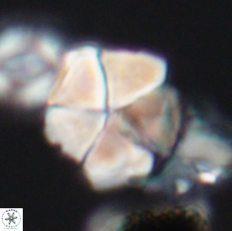 Braarudosphaera cf bigelowii 13637