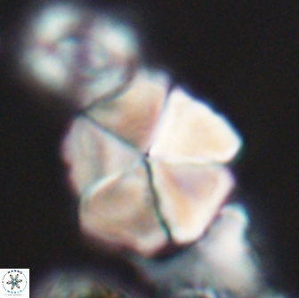 Braarudosphaera cf bigelowii 13638
