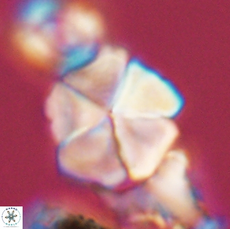 Braarudosphaera cf bigelowii 13639