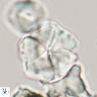 Braarudosphaera cf bigelowii 13640