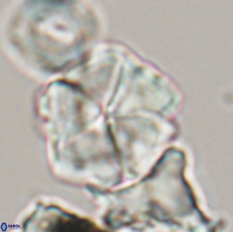 Braarudosphaera cf bigelowii 13641