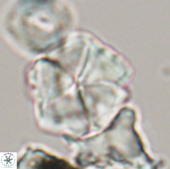 Braarudosphaera cf bigelowii 13641