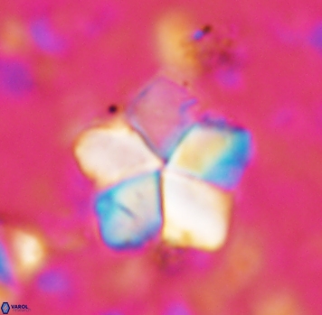 Braarudosphaera africana 1046