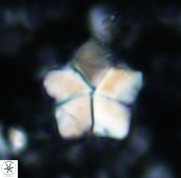 Braarudosphaera africana 1047