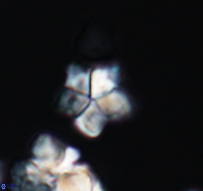 Braarudosphaera africana 10888