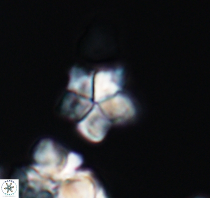Braarudosphaera africana 10888