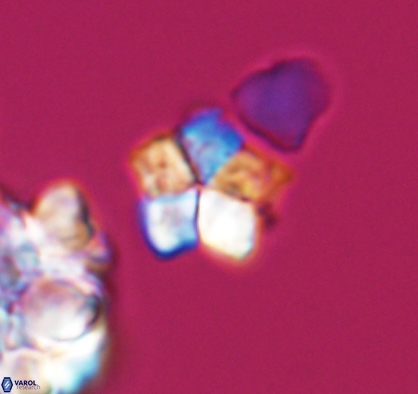 Braarudosphaera africana 10890