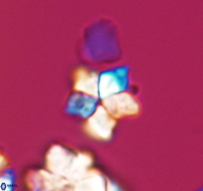 Braarudosphaera africana 10891