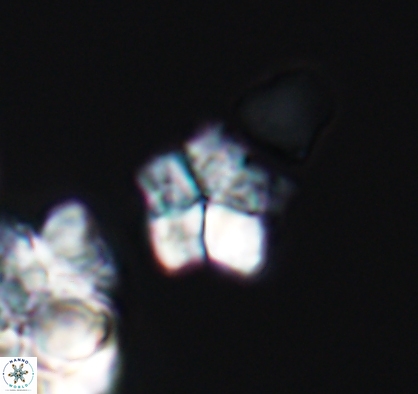 Braarudosphaera africana 10892