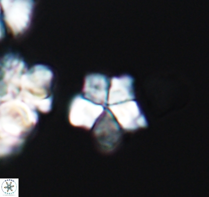 Braarudosphaera africana 10893