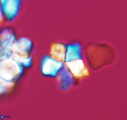 Braarudosphaera africana 10894