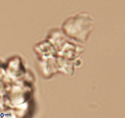 Braarudosphaera africana 10895