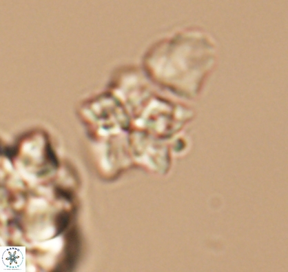 Braarudosphaera africana 10895