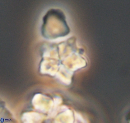 Braarudosphaera africana 10896