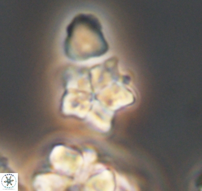 Braarudosphaera africana 10896