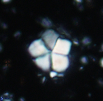 Braarudosphaera africana 961