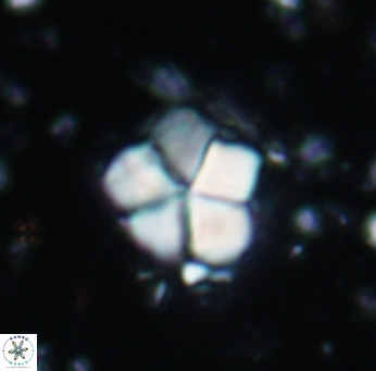 Braarudosphaera africana 961