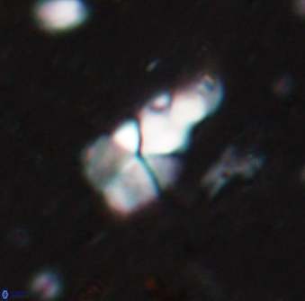 Braarudosphaera akanonistos 14400