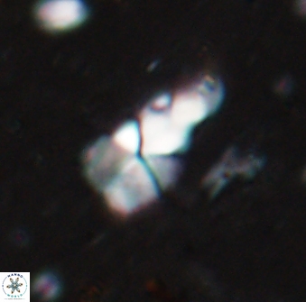 Braarudosphaera akanonistos 14400
