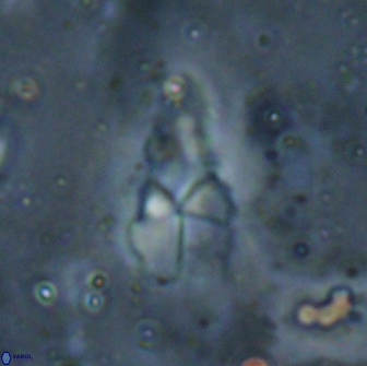 Braarudosphaera akanonistos 14403