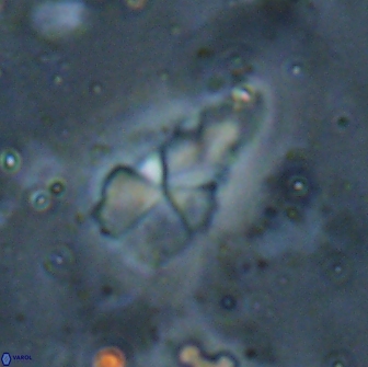 Braarudosphaera akanonistos 14404