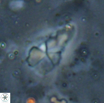 Braarudosphaera akanonistos 14404