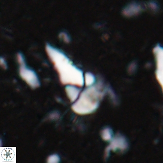 Braarudosphaera akanonistos 14315