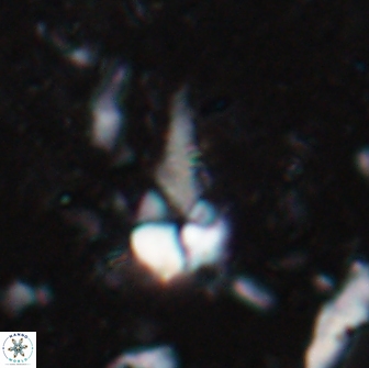 Braarudosphaera akanonistos 14319