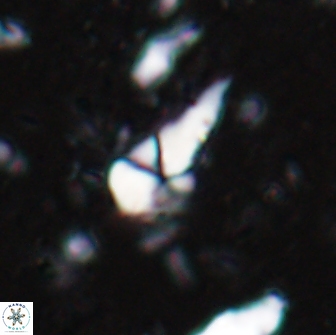 Braarudosphaera akanonistos 14320