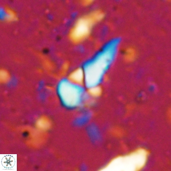 Braarudosphaera akanonistos 14321