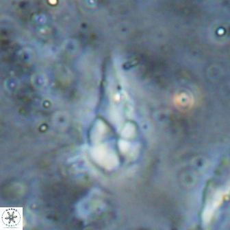 Braarudosphaera akanonistos 14324