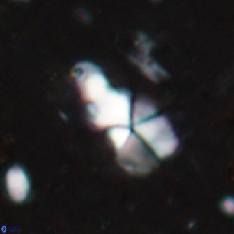 Braarudosphaera akanonistos 14395