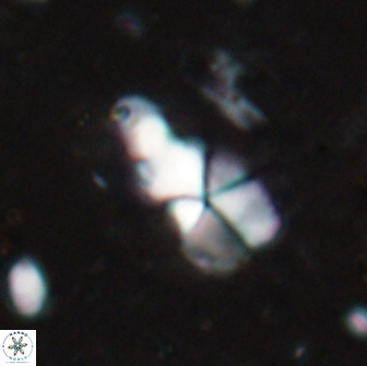 Braarudosphaera akanonistos 14395