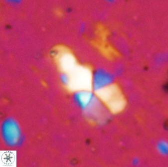 Braarudosphaera akanonistos 14396