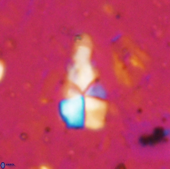 Braarudosphaera akanonistos 14397