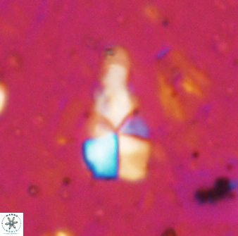 Braarudosphaera akanonistos 14397