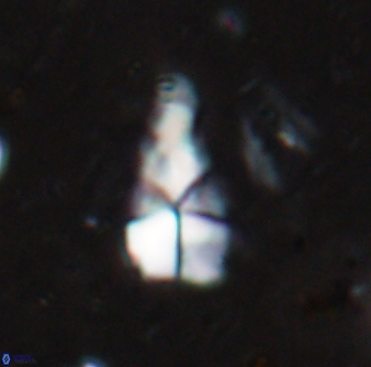 Braarudosphaera akanonistos 14398