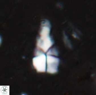 Braarudosphaera akanonistos 14398