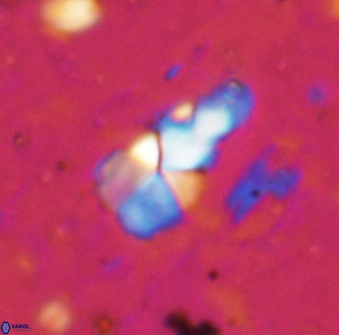 Braarudosphaera akanonistos 14399